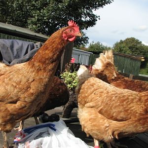 LuckyHens