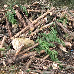 LuckyHens Rescue Wigan