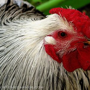 Brooster the Rooster