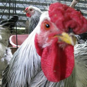 This was our first Rooster, Roostie. He was great, but a raccoon broke in and he died putting up a huge fight while trying vainly to protect Little Momma and Big Momma. R.I.P.
