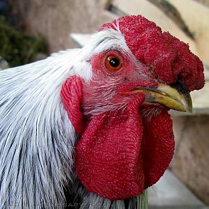Roostie