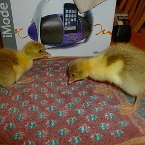 Caboose and Tucker at 3 days old.