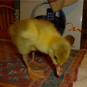 Caboose, my first ever hatched gosling in January 2012.