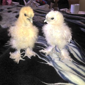 Silkie babys white and partridge.