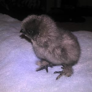 This is a blue silkie