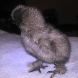 another blue silkie.