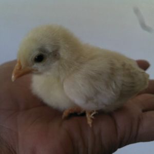 This was roach's brother but got eaten by our chihuahua when she was pregnant :"-(