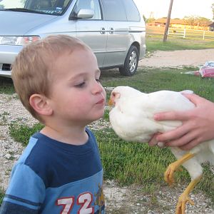 A little chicken love