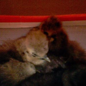 I was changing out their bedding and they where in a shoe box dust bathing for the first time...