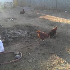 Kelso our alpha rooster of the hole yard hes a kelso hatch game rooster...Hes in the back taking a dust bath and the girls are eating...