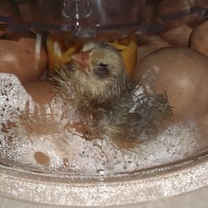 Jan. 10, 2012 1st egg hatch