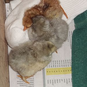 Three fuzzy butts born 1-10-2012