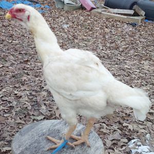 1 year old project color red pyle hen