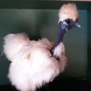 Red/pink band #16 Hen