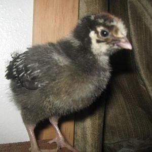 silver laced