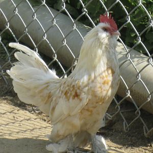 Golden Necked rooster