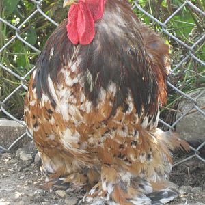 Big Papi, Mille Fleur Bantam Cochin Rooster