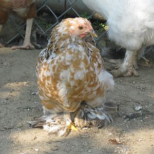 Mille Fleur Bantam Cochin pullet