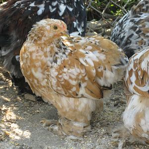 Mille Fleur Bantam Cochin pullet