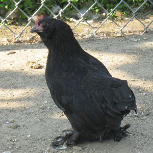 Black d'Uccle hen