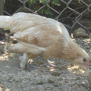 Golden Necked d'Uccle pullet
