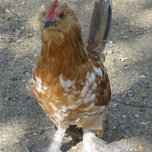 Blue Mille Fleur d'Uccle cockerel