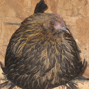 Brown/Red d'Uccle hen
