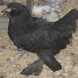 Black d'Uccle hen