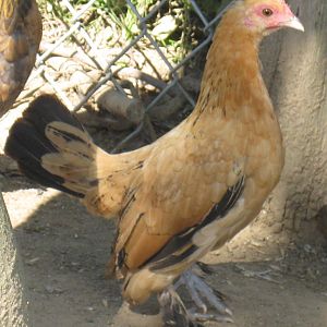 Buff Columbian d'Uccle pullet