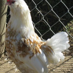 Golden Necked d'Uccle Cockerel