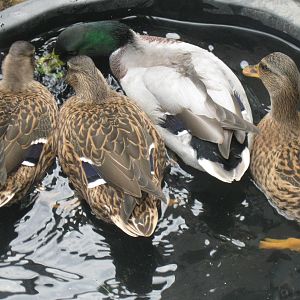 gray call ducks
