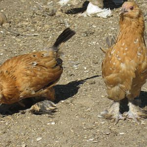 Mille Fleur d'Uccle pullets