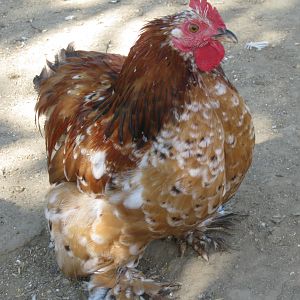 Mille Fleur Bantam Cochin cockerel