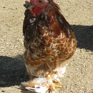 Mille Fluer Bantam Cochin cockerel