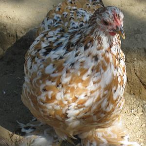 Mille Fleur Bantam Cochin pullet