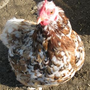 Mille Fleur Bantam Cochin hen