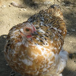 Mille Fleur Bantam Cochin pullet
