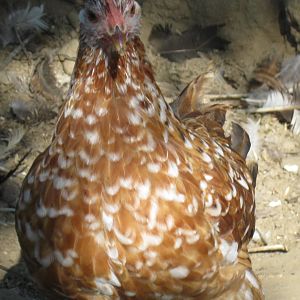 Mille Fleur Bantam Cochin pullet
