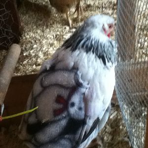 Maxine in her "coat".JPG