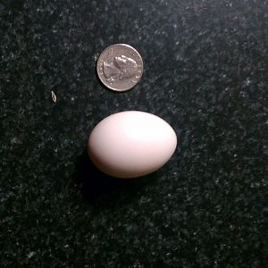 First egg from my splash oegb's!