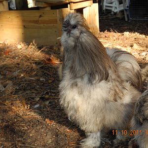 Blue Silkie Rooster during a hard molt.