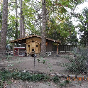 The new coop and chicken yard.