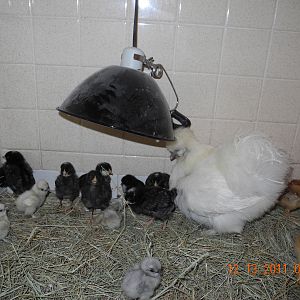 Cotton my broody hen with barred rock, rhode island red, and silkie chicks.