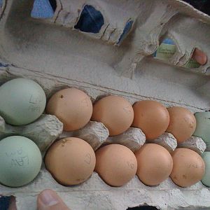 Our first dozen hatching eggs