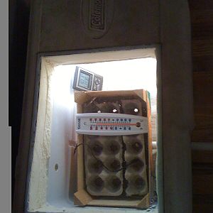 Home made incubator