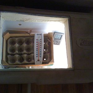 Home made incubator
