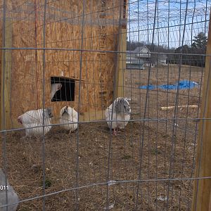 HPIM1677.JPG Here is my coronation in the breeding pen.