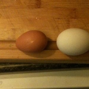my first egg delivered on 1/10/12