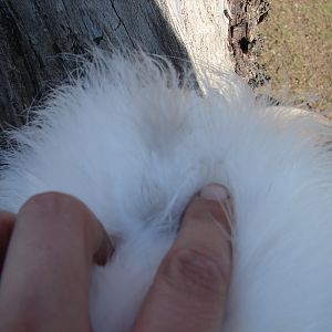 pale blue feather on white silkie