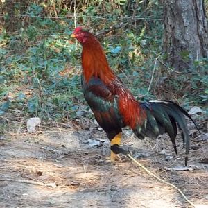 Young Black Red Asil Stag